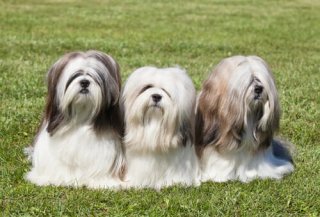 lhassa apso