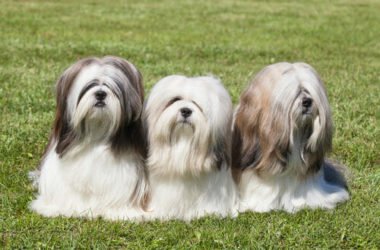 Lhasa Apso, i segreti di quest’altro cane tibetano