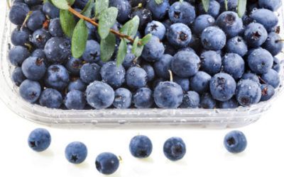 Mirtillo nero: benefici, utilizzi e ricette