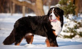 Chien de montagne bernois