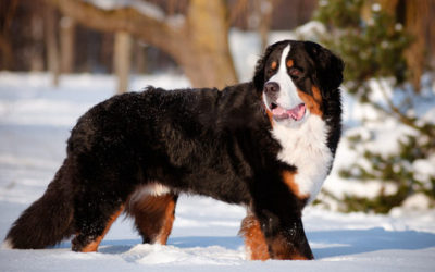Il bovaro del bernese, carattere e cura
