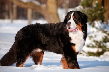 Il bovaro del bernese, carattere e cura