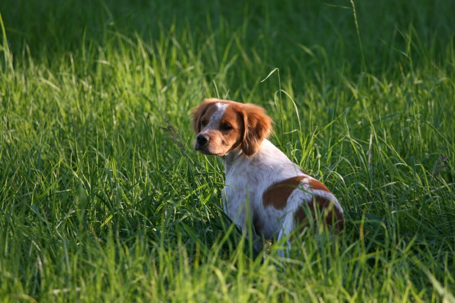 Come Si Chiama Il Cane Di Blanca