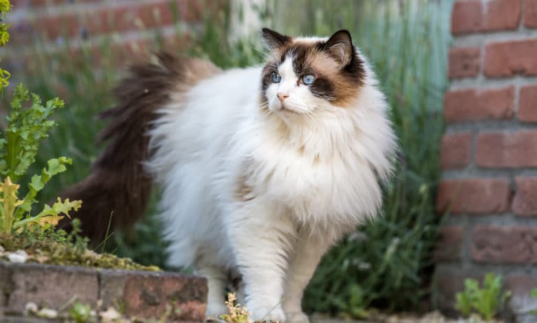 gatto ragdoll