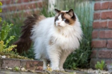 Gatto Ragdoll: aspetto, carattere, educazione