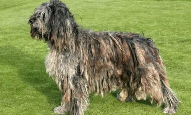 Cane pastore bergamasco, aspetto, cura e carattere
