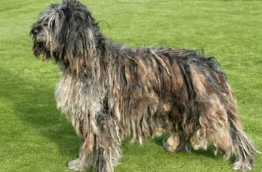 Cane da pastore bergamasco, aspetto, cura e carattere
