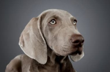 Weimaraner o bracco di Weimar, uno dei cani più amati, non solo per la sua bellezza elegante