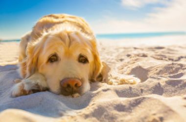 Come proteggere il nostro cane dal caldo e dall’afa?