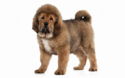 Tutto sul mastino tibetano, il cane da montagna considerato il progenitore di tutti i molossoidi