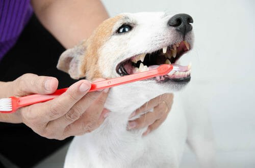 La guida per pulire i denti al cane in modo naturale ed efficace