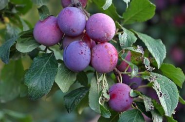 Le susine, un frutto estivo da cui si ricava anche una ottima marmellata