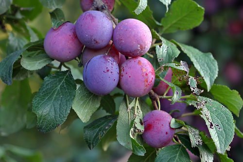 Susine, derivanti dal Prunus Domesticus