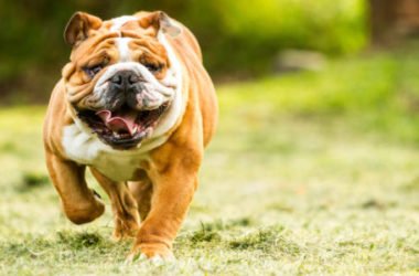 Guida al Bulldog inglese, il carattere, come allevarlo ed addestrarlo, i cuccioli di questo cane affettuoso e amico dei bambini