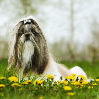 shih tzu