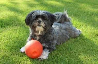 Lhasa Apso, i segreti di quest’altro cane tibetano