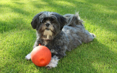 Lhasa Apso, i segreti di quest’altro cane tibetano