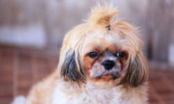 Shih tzu, carattere, educazione e cura