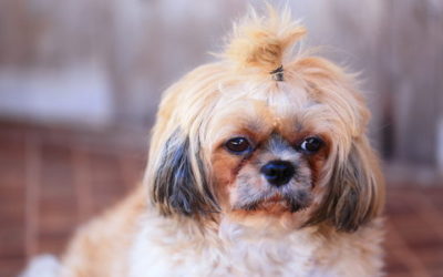 Shih tzu, carattere, educazione e cura