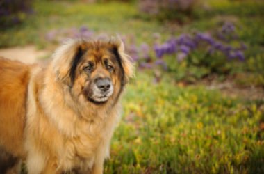 Leonberger, carattere, cura e prezzo