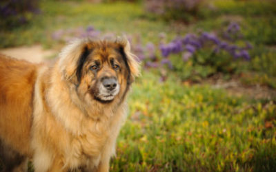 Leonberger, carattere, cura e prezzo