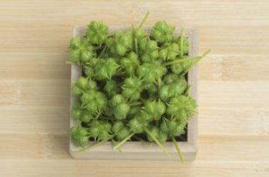 Tribulus terrestris, proprietà e utilizzi