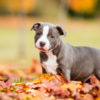 Amstaff o American staffordshire terrier: tutti i segreti di questa razza non sempre conosciuta