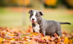 Amstaff o American staffordshire terrier: carattere e addestramento