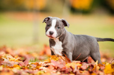 Amstaff o American staffordshire terrier: tutti i segreti di questa razza non sempre conosciuta
