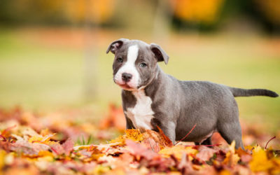 Amstaff o American staffordshire terrier: carattere e addestramento