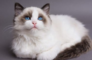 Gatto Ragdoll: aspetto, carattere, educazione