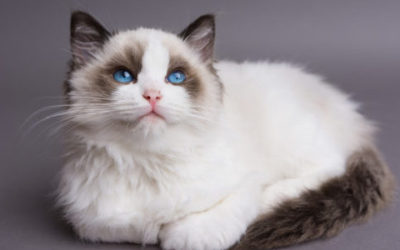 Gatto Ragdoll: aspetto, carattere, educazione