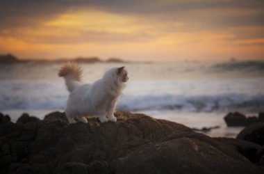 Gatto Ragdoll: aspetto, carattere, educazione