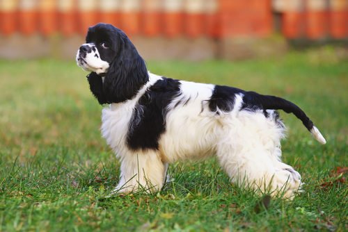 cocker spaniel