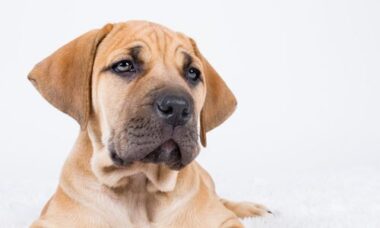 Boerboel, carattere, addestramento e prezzi