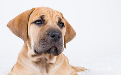 Boerboel, carattere, addestramento e prezzi