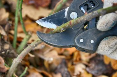 I lavori dell’orto di novembre: cosa seminare, raccogliere e potare