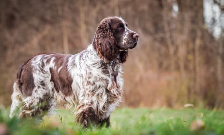 English Springer Spaniel