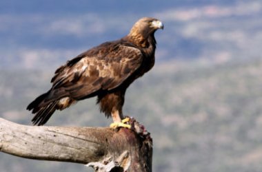 Aquila reale: un uccello spettacolare che non smette di sorprendere
