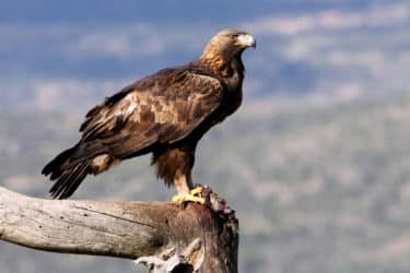 Aquila reale: un uccello spettacolare che non smette di sorprendere