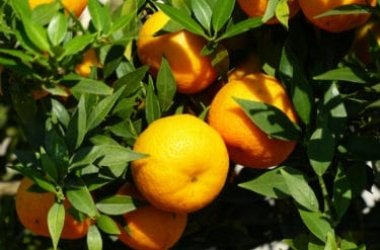 Tutto sul chinotto: proprietà di questo agrume, i benefici e le principali ricette