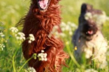 Setter irlandese: aspetto, carattere e prezzo