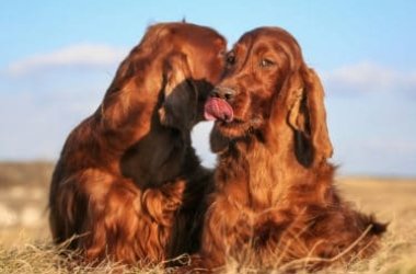 Setter irlandese: caratteristiche distintive e cose da sapere su questa razza di cani
