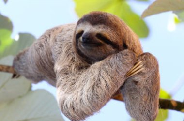 Tutto sul bradipo, il mammifero “dormiglione” per eccellenza