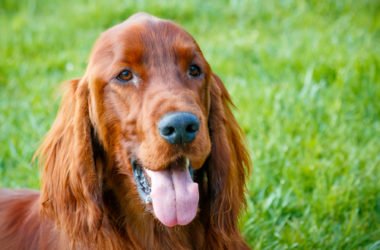 Setter irlandese: aspetto, carattere e prezzo