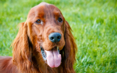 Setter irlandese: aspetto, carattere e prezzo