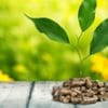 Cosa sono le biomasse e come vengono trasformate in energia: vantaggi e svantaggi