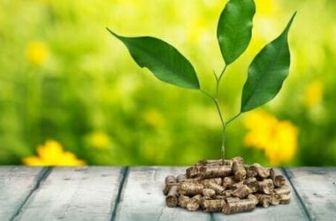 Cosa sono le biomasse e come vengono trasformate in energia: vantaggi e svantaggi