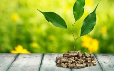 Cosa sono le biomasse e come vengono trasformate in energia: vantaggi e svantaggi