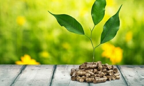 Le Biomasse Cosa Sono I Loro Utilizzi E Quali Vantaggi Portano 